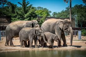 Four elephants, including two young ones, stand near a pond. Trees and a building are in the background.