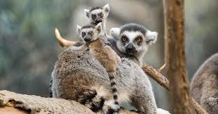 Three lemurs on a branch. A small lemur on the adult's back and another on the adult's shoulder.