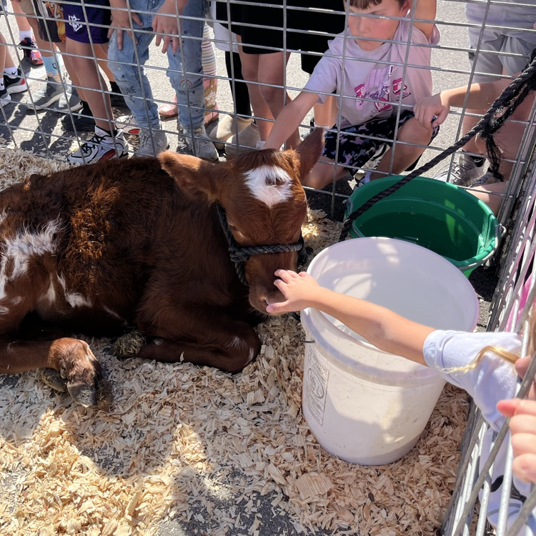 calf
