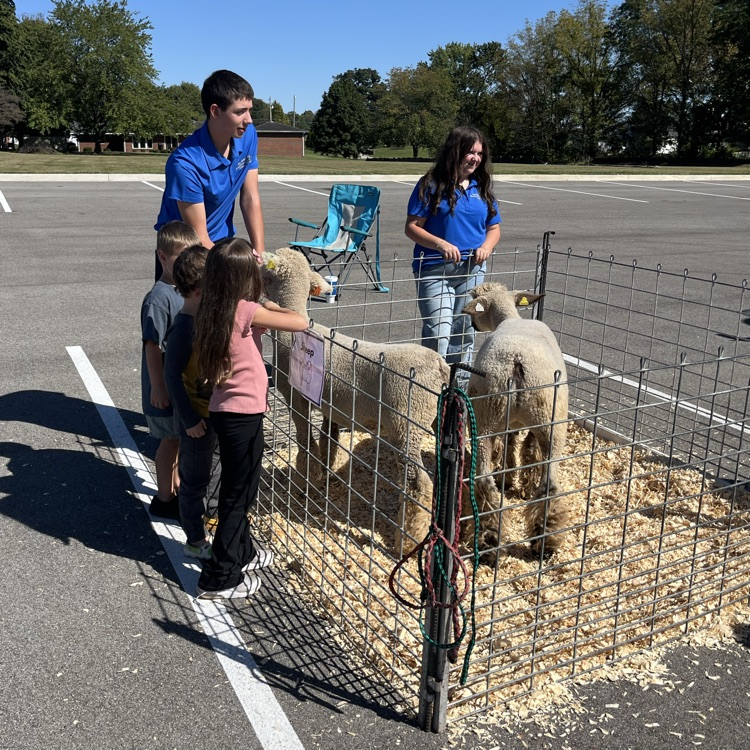 sheep