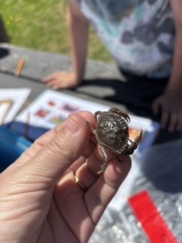 Student holding a hermit crab.
