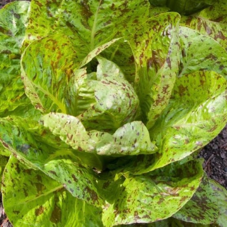 romaine lettuce