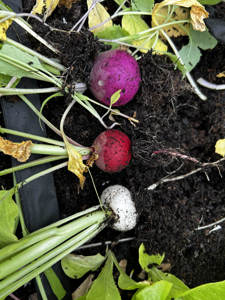 Different color of radish