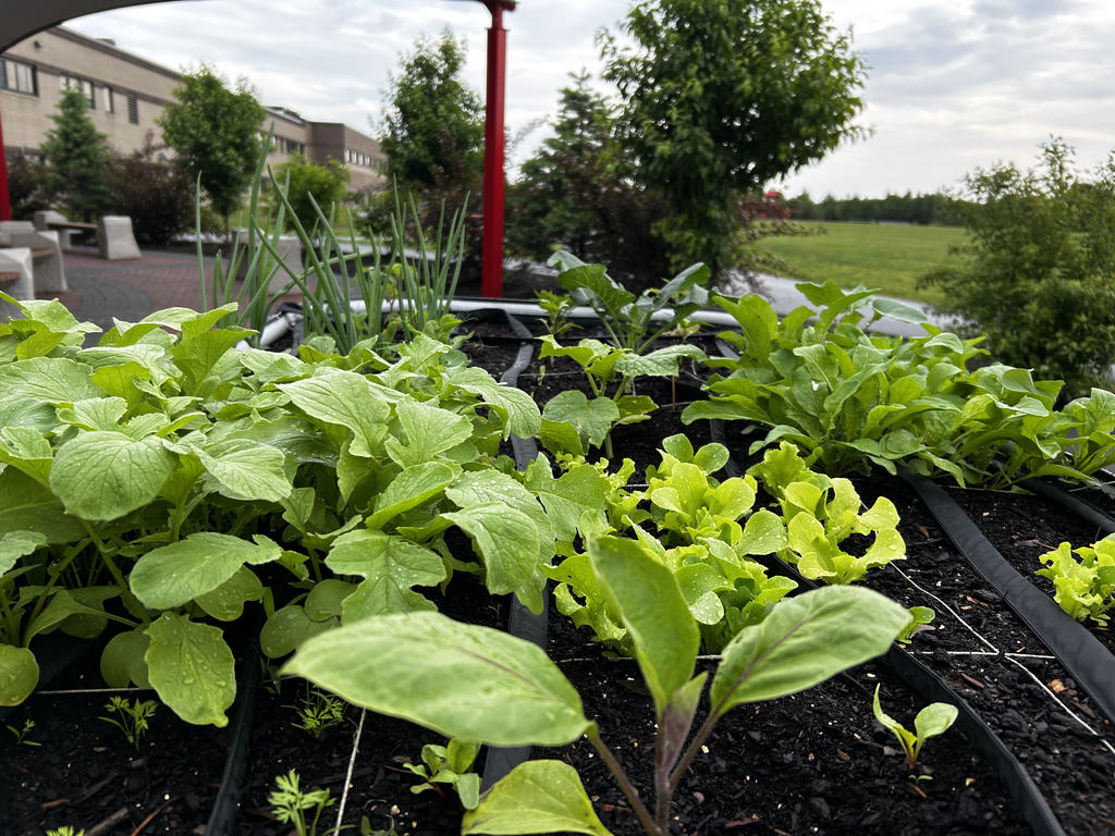 raised beds with things growing