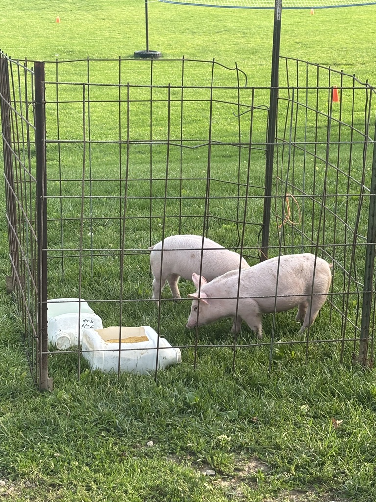 A few little pigs
