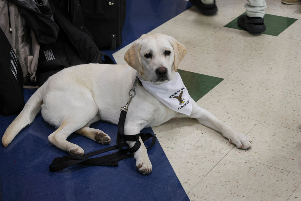 Mochi the Comfort Dog