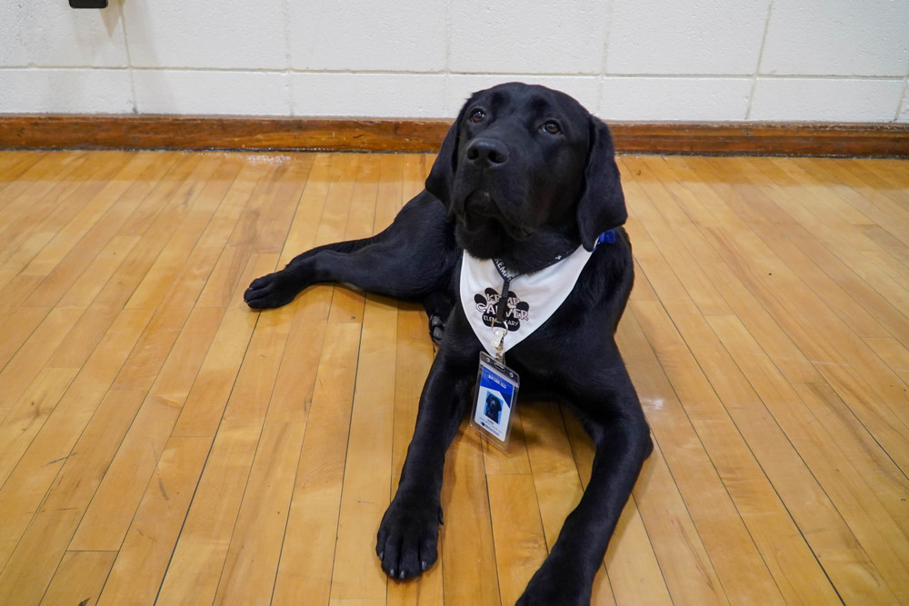 June, The Comfort Dog