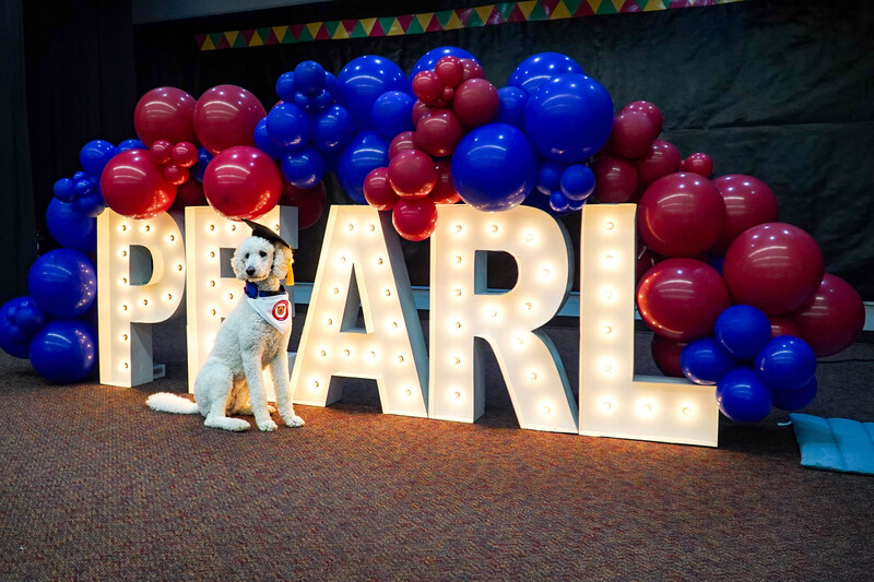 Pearl, The Comfort Dog