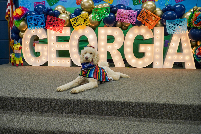 Georgia the comfort dog