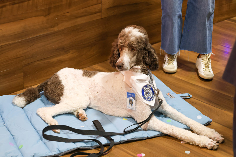 Rhys, The Comfort Dog