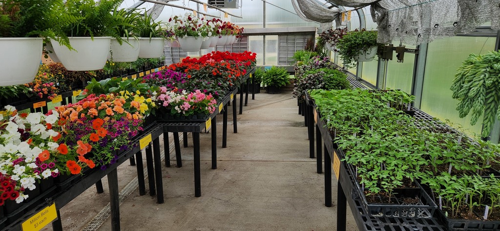 Plant Sale