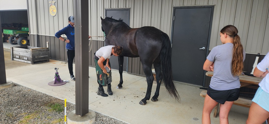 Farrier