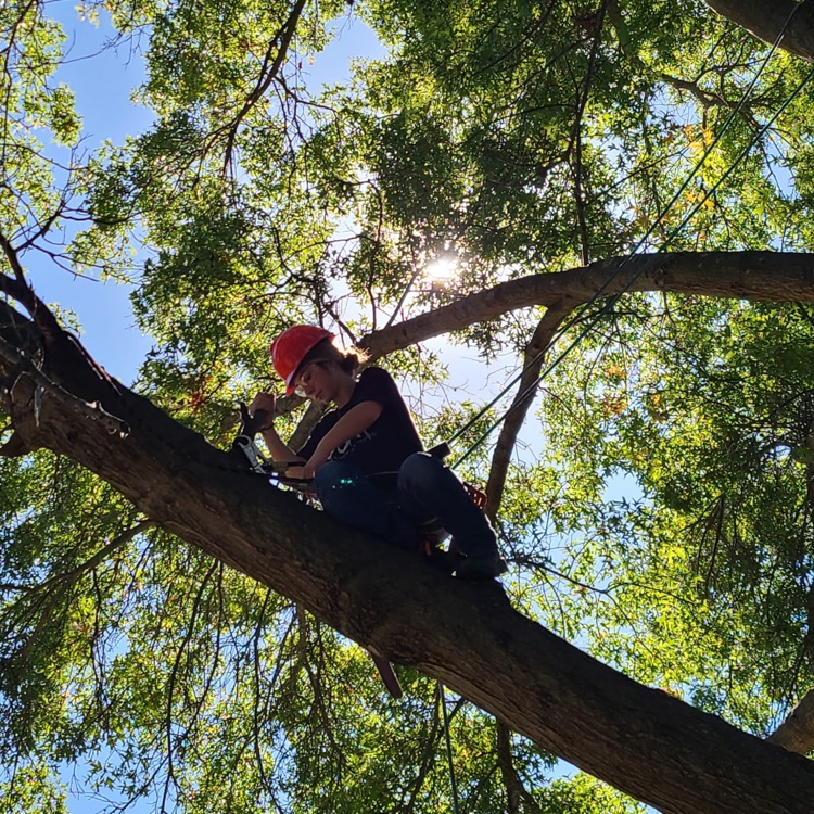 trees