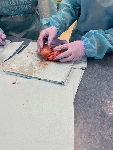 Medical Assisting  students learning about the heart.