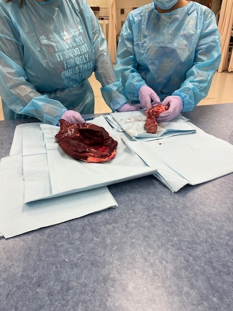 Medical Assisting  students learning about the heart.