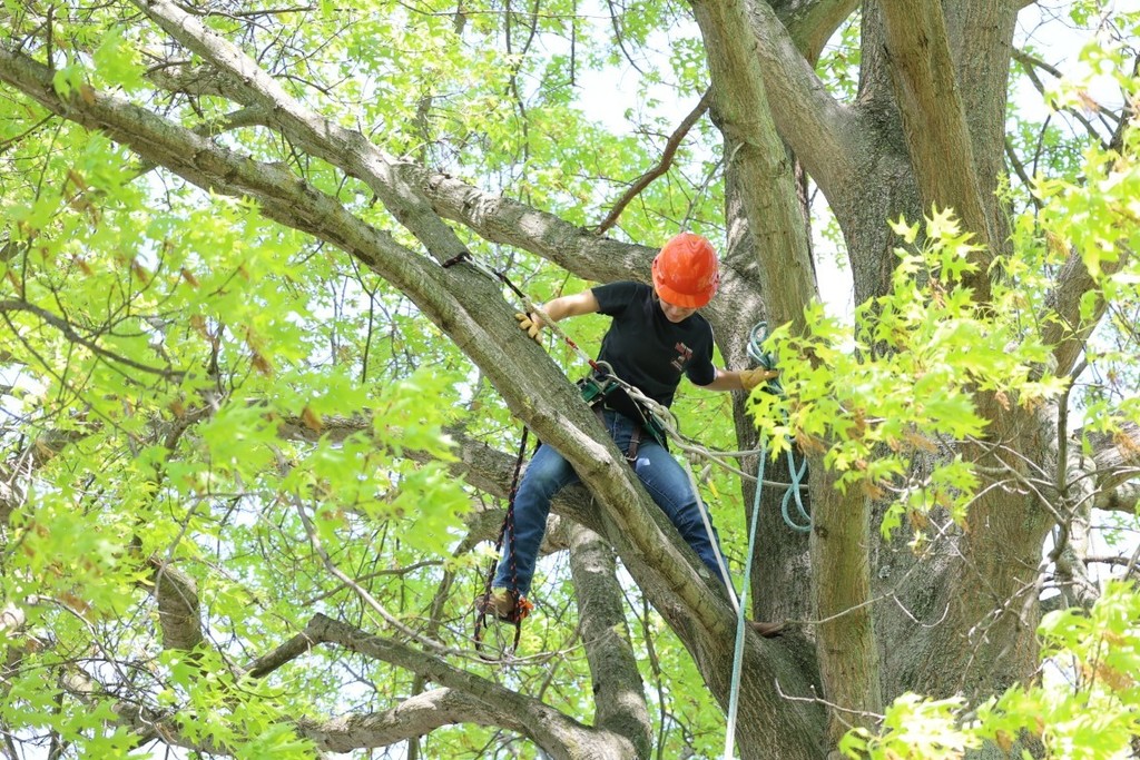 natural resources climbing trees