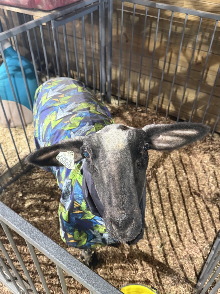lamb