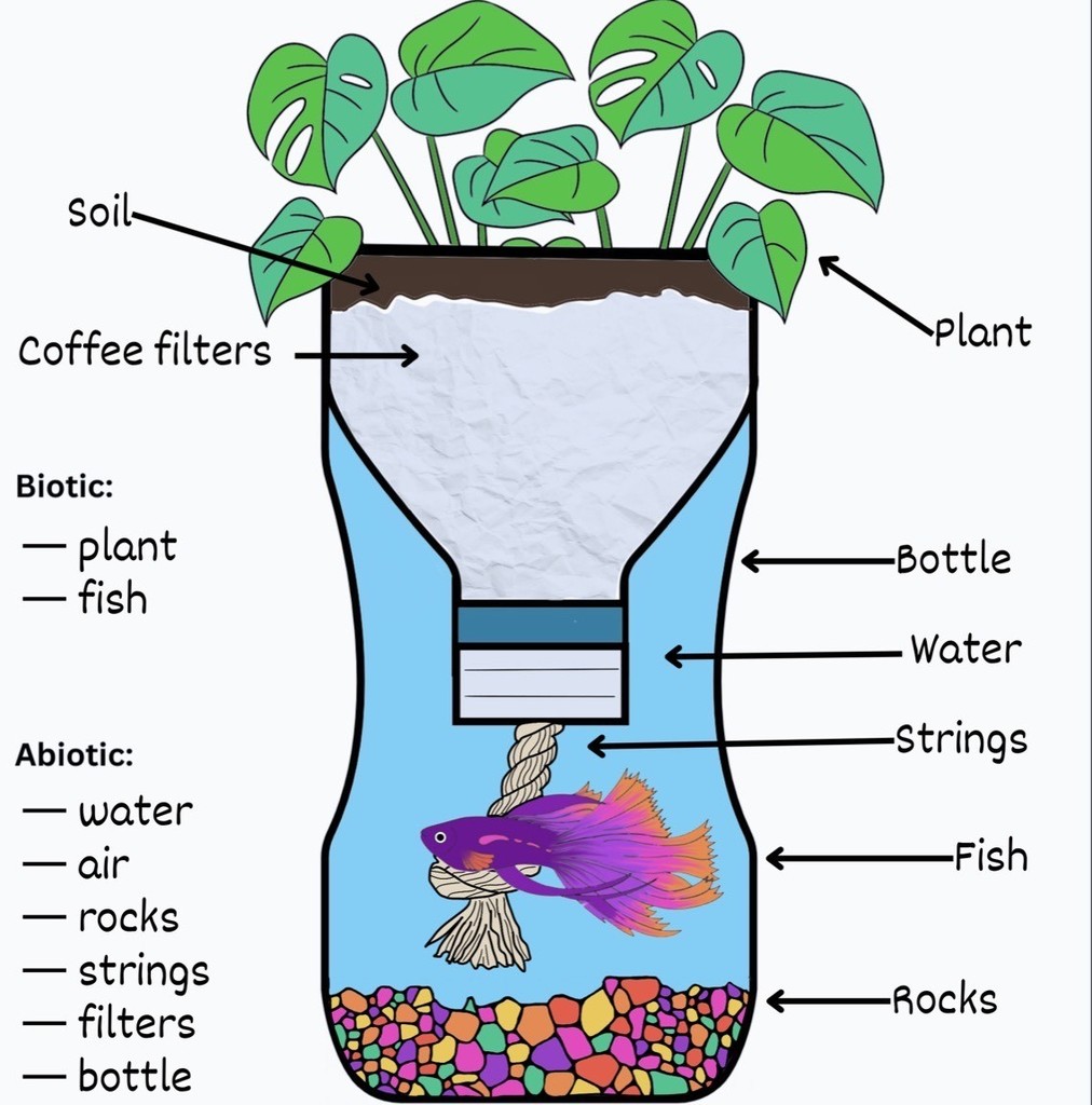 Diagram of an ecosystem in a bottle