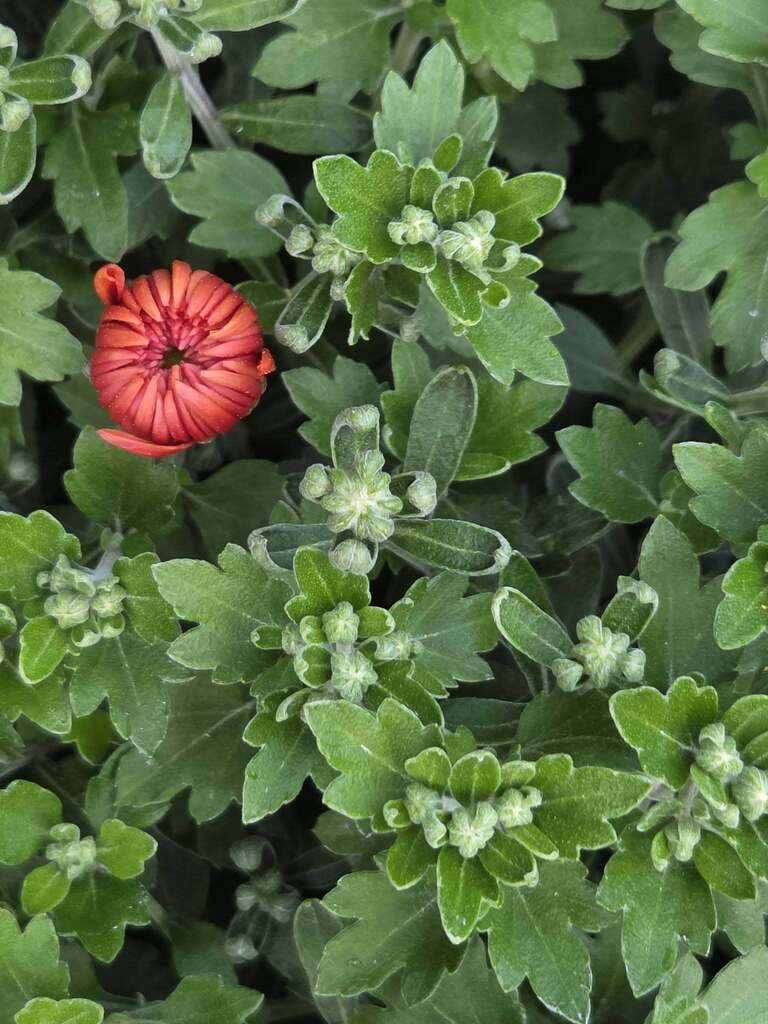 Red mum bud on plant with lots of leave