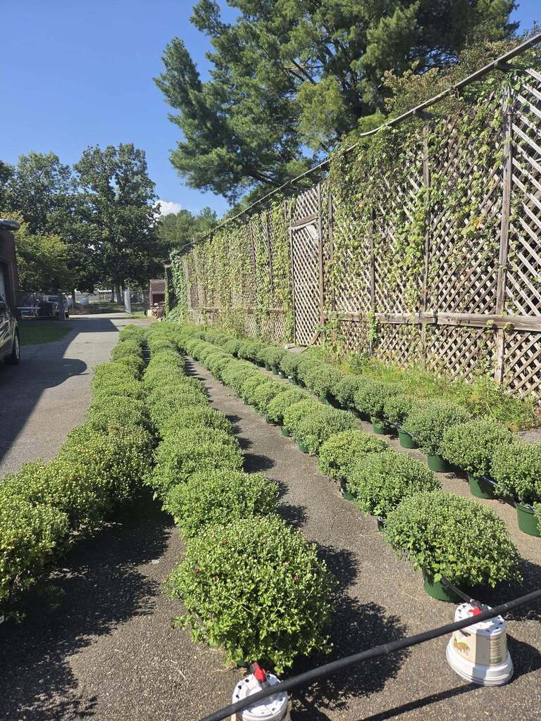Rows of full mum plants 