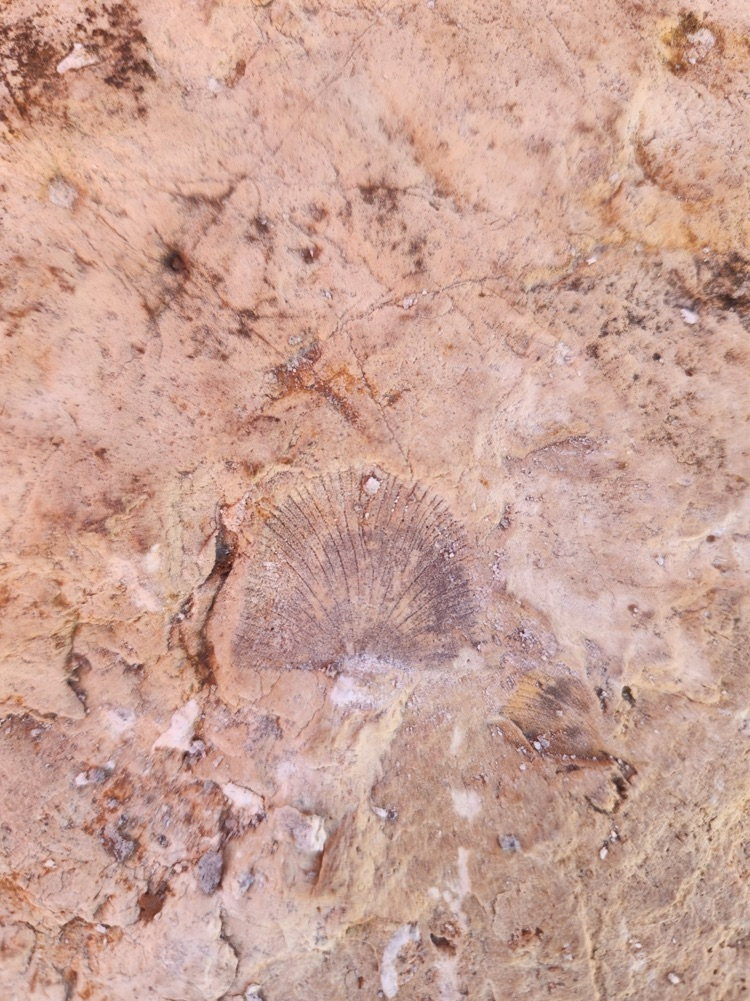 fossil