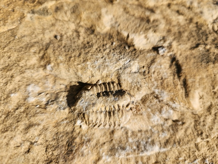 fossil