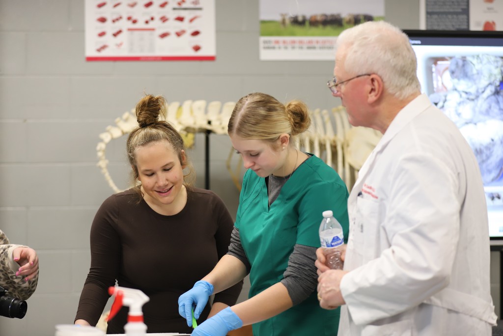 Dissection in Action