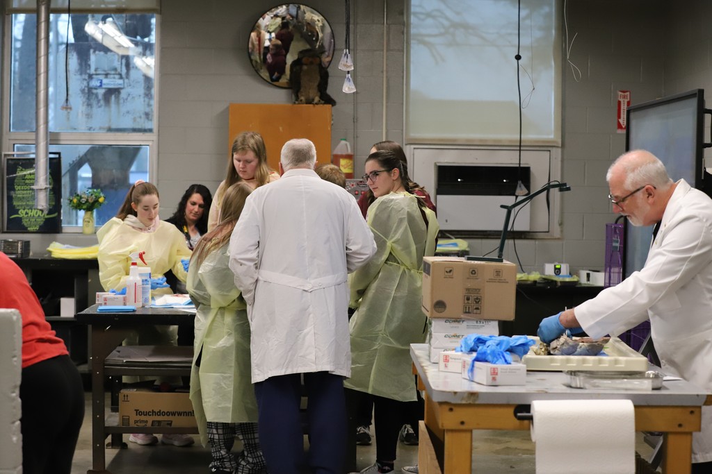 Dissection in Action