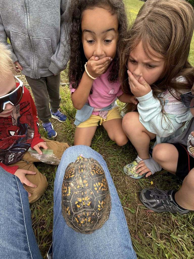 turtle