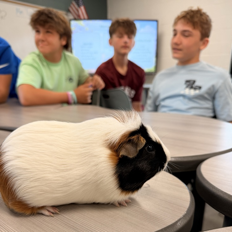 animals