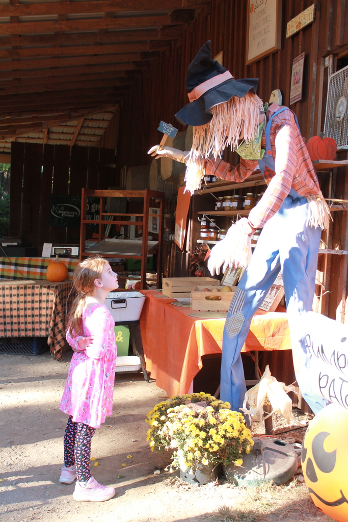 pumpkin patch