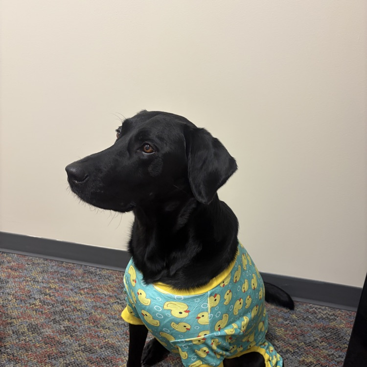 pj day
