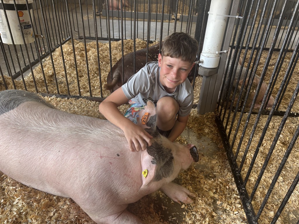 Pig