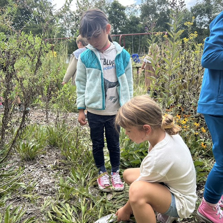 pollinator garden 