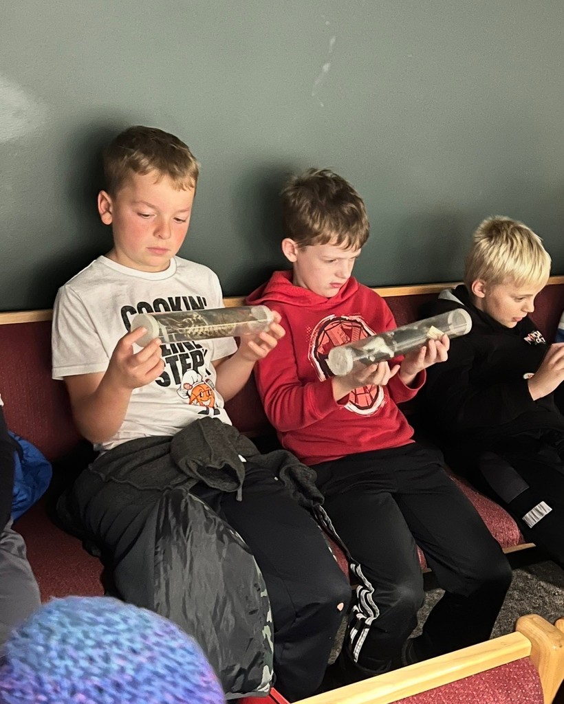 3rd Grade Animal Classification