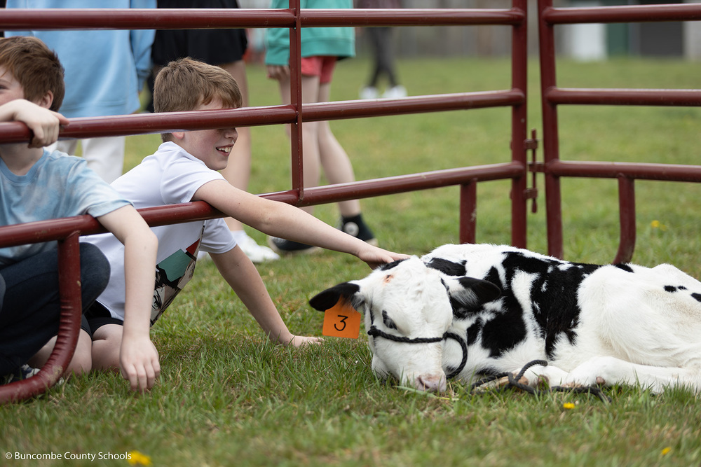 Students petting a black and white calf. 