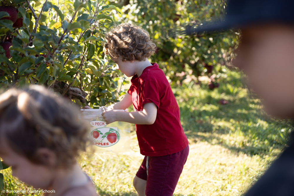 Little boy picking apples off a tree. 
