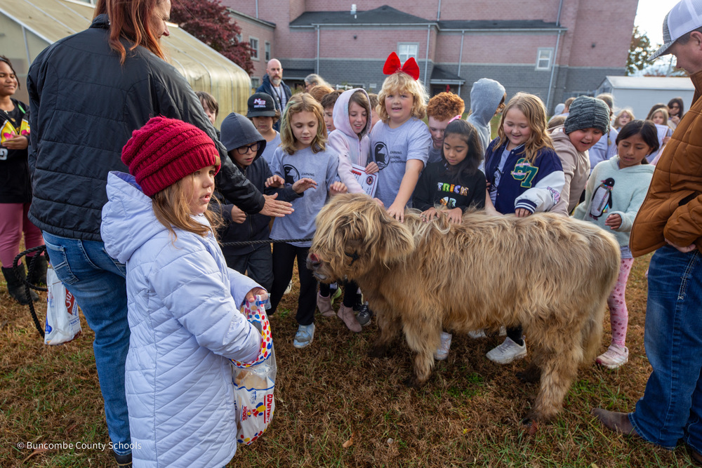 Students petting a highland cow outside of Weaverville Elementary