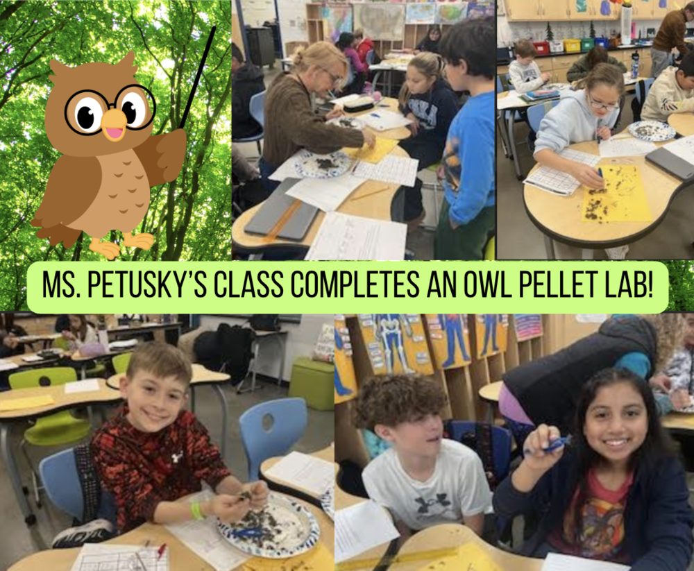 Owl Pellet Lab