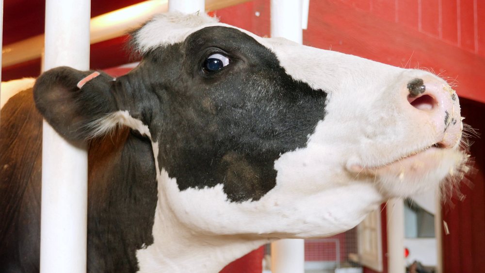 A photo of a black and white cow in a barn looking at the camera.