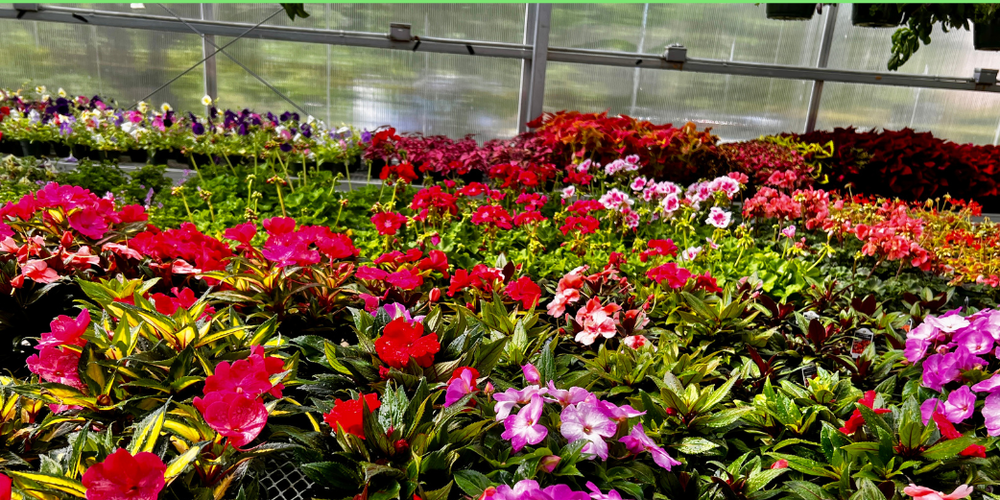 colorful flowers in the OHS greenhouse