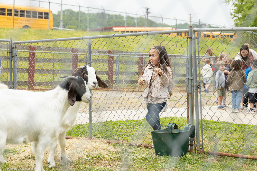 A girl holds hay for goats.