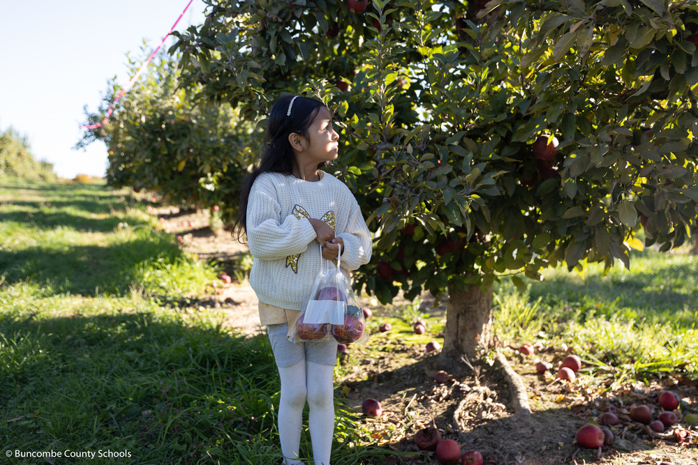 Little girl standing in an apple orchard, holding a bag of apples and looking at a tree.