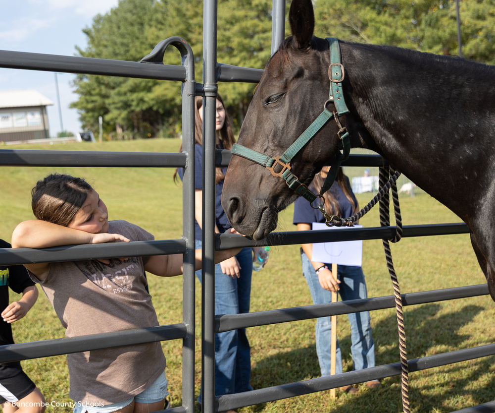 Little girl resting her head on the gate and petting a black quarter horse. 