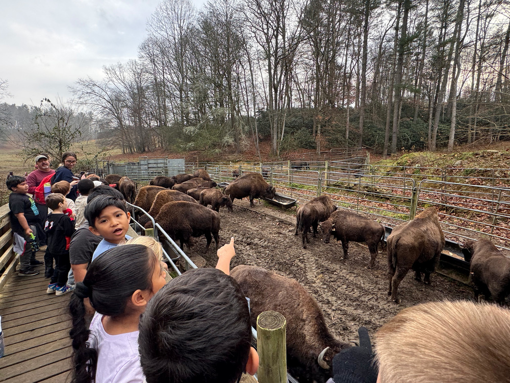 Group of students watching buffalo eat grain. 