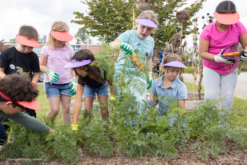 Students harvesting carrots and potatoes