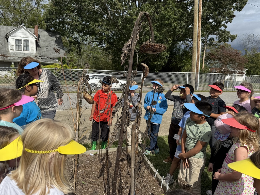 Students and staff examining a sunflower for seeds