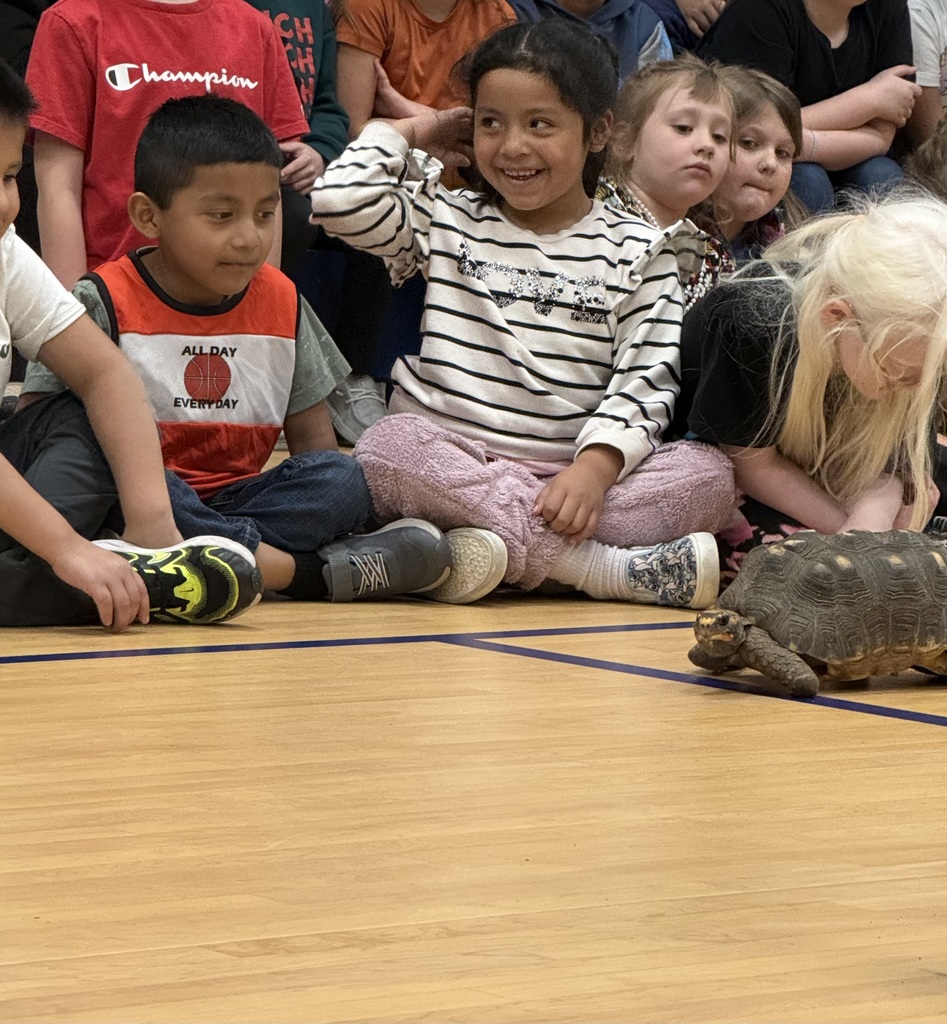 Students watching as tortoise walks by.