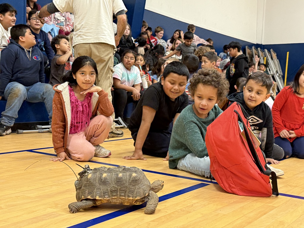 Four students looking on as a tortoise walks by. 