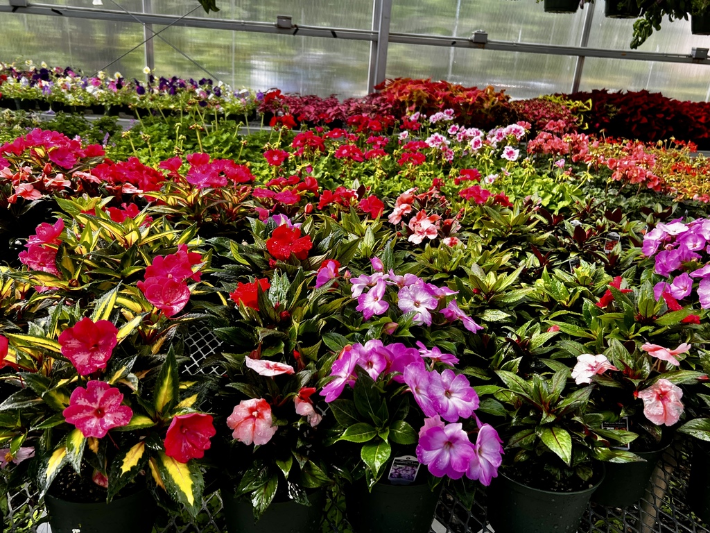 pink and purple flowers